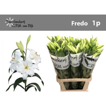product/img.floraplaza.nl/122063-90-LIVE_fotos-0xC3B8D4BB618EAC30AA59FD7FA63B70D7E966F77D.jpg