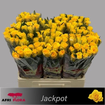 product/img.floraplaza.nl/122085-60-AFRI-LIVE_fotos-0x15CEA7342052C3C52774CD468D0A1840BFDF520B.jpg