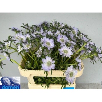 product/img.floraplaza.nl/122184-70-LIVE_fotos-0x18E9BD25774851C310A945D09F2C3CE296DE57DA.jpg