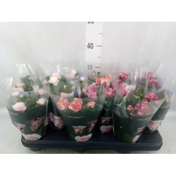 product/img.floraplaza.nl/122186-510-LIVE_fotos-0xBE7F4D8D62033D396D83EFC7D46BD835F15DCE6A.jpg