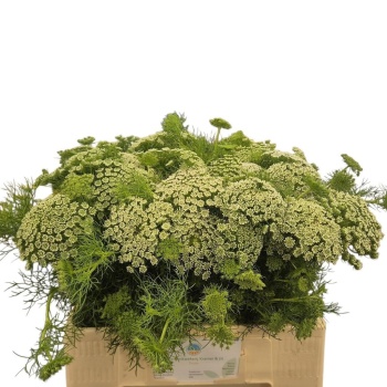 product/img.floraplaza.nl/1222-60-LIVE_fotos-0xA377162A380293EFDAB653C2F980E67DB78AAD85.jpg