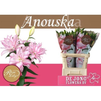 product/img.floraplaza.nl/122221-85-LIVE_fotos-0xE46D22937A3DCE36E81066FEEEAE843AF8A86A0E.jpg