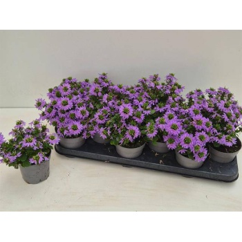 product/img.floraplaza.nl/122271-510-LIVE_fotos-0xA3DD0EE843A4EDB4BFFED9CA18F2124C333250F2.jpg