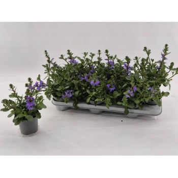 product/img.floraplaza.nl/122272-510-LIVE_fotos-0x0D68F9A9DDA0A3EA8CBCE1649D72F3131E3B646F.jpg