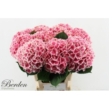 product/img.floraplaza.nl/122312-60-LIVE_fotos-0xAD0147194EB2CD8C31ECA955B39293569437D2FC.jpg