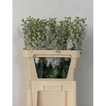 product/img.floraplaza.nl/122332-80-LIVE_fotos-0xA8383B0D8F7D921A82D37E25F40F4412E96D6114.jpg