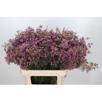 product/img.floraplaza.nl/122394-80-LIVE_fotos-0xF762F7720EA58E0D1B8594FF6A0F49C1D6E77E6E.jpg