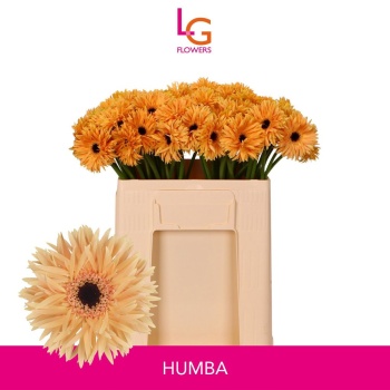 product/img.floraplaza.nl/122407-50-LIVE_fotos-0x395AF680BF390997D062ADFB398BBB152E26DD07.jpg