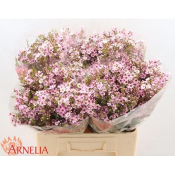 product/img.floraplaza.nl/122432-60-LIVE_fotos-0xF6F45F4F742EEF0D951FCEEBE7F3BFAE9B8D8B7C.jpg