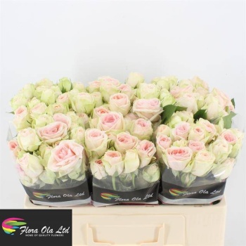 product/img.floraplaza.nl/122459-50-LIVE_fotos-0x2FED3CFB399D707F4B8659DB012C2A4313E08E9A.jpg