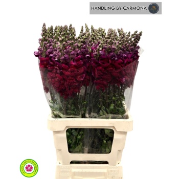 product/img.floraplaza.nl/12248-60-LIVE_fotos-0xF2274FBEDAC01F012F5DE2ADECA1EAC3B4E64683.jpg