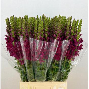 product/img.floraplaza.nl/12248-70-LIVE_fotos-0xCAA0819F7C088D62C416E588D960E7AC645A56EA.jpg