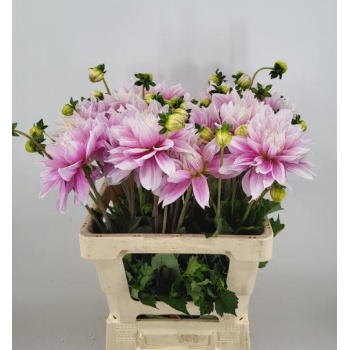 product/img.floraplaza.nl/122488-60-LIVE_fotos-0xCDC3B085D47F9BC3A9D412CE551C6668194A82B6.jpg