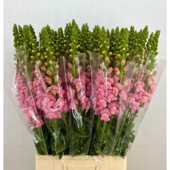 product/img.floraplaza.nl/12250-70-LIVE_fotos-0xC28FB510F187DF781BBE67B99EF1AF8BD6B40631.jpg