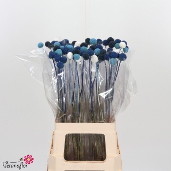 product/img.floraplaza.nl/122606-70BLUE-LIVE_fotos-0x1C4A7015BF1ADC338DD8C9900C6290ED842EA326.jpg