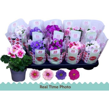 product/img.floraplaza.nl/122635-510-LIVE_fotos-0xD5A846B2182481670FD977E86621A21556E8169A.jpg