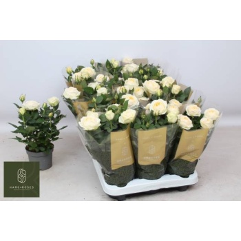 product/img.floraplaza.nl/122766-510-LIVE_fotos-0x99AC613FACAFB89BA9312835182C63B155A2CBB8.jpg