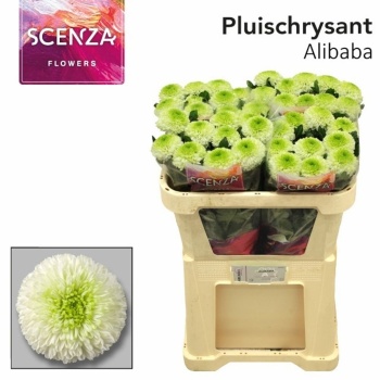 product/img.floraplaza.nl/122867-70-LIVE_fotos-0x88D95256F22DAD65CABC207727E36EEB61E418A6.jpg