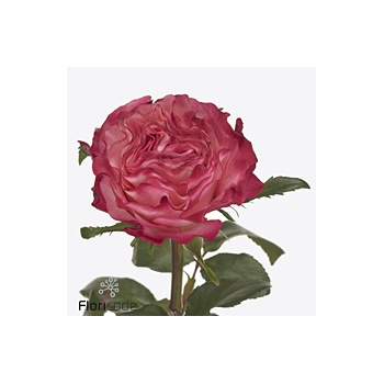 product/img.floraplaza.nl/122988-40-ART_Fotos-VBN-vbn122988.jpg