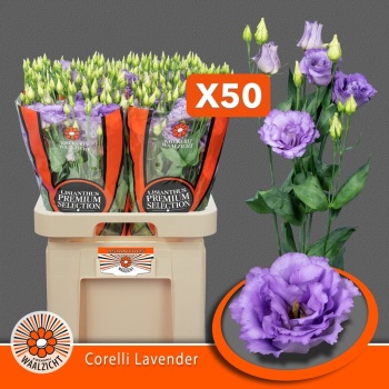 product/img.floraplaza.nl/123008MAASZ-LIVE_fotos-0xE53BD2CE0A6EF8B5F7E2F36EBABF6520F3ECC6A2.jpg