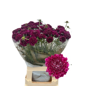 product/img.floraplaza.nl/123086-65-LIVE_fotos-0xADAFD489B2EE423BD2A000A9ABADB8807B3A286F.jpg