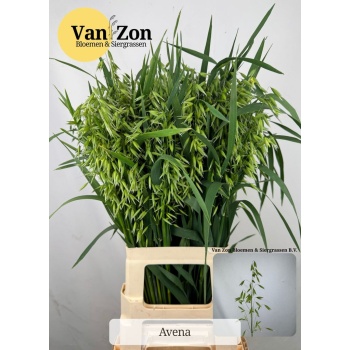 product/img.floraplaza.nl/123134-75-LIVE_fotos-0x8478B16D6FCBD89B7592958C7B3B848C1DB2E220.jpg