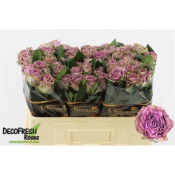 product/img.floraplaza.nl/123183-50-LIVE_fotos-0xAA0C21ACB174E0445536D72EF952E2ADDE5B63FE.jpg