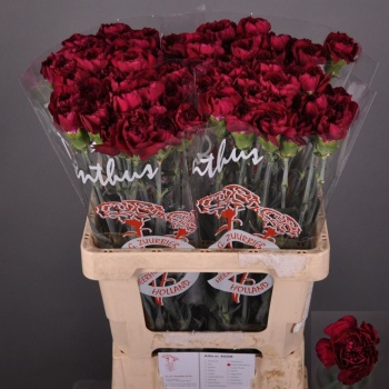 product/img.floraplaza.nl/123197-LIVE_fotos-0xFF2EA8325BCC14E638BDA9089DE7CD890380EE6A.jpg