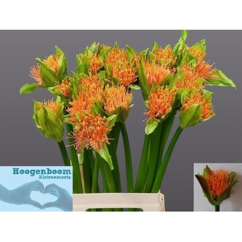 product/img.floraplaza.nl/123230-70-LIVE_fotos-0xEB556B4FAC0456BCCFCD788915A8F746B3BEE758.jpg