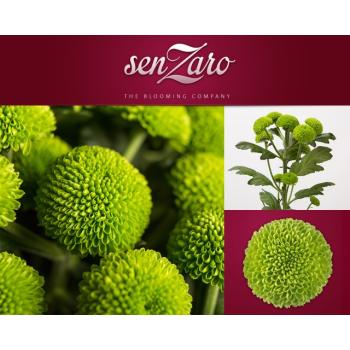 product/img.floraplaza.nl/123297-70-LIVE_fotos-0xA58F4CBF7796EB8A298980BA076B364FFBEB6848.jpg