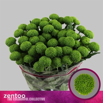 product/img.floraplaza.nl/123297-70-LIVE_fotos-0xB00604105B70EF71BD09B63338D5D5DFD79393AB.jpg