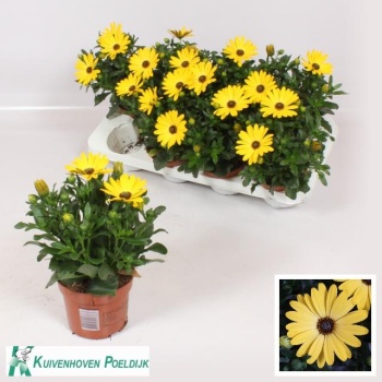 product/img.floraplaza.nl/123394-12-LIVE_fotos-0xBD6571173EDCD7D705ACEBD6641ACB507B7B372F.jpg