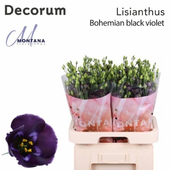 product/img.floraplaza.nl/123397MONT-LIVE_fotos-0xEADF70DFCC19DCE8F8EAF0A269560E13E3CD21BB.jpg