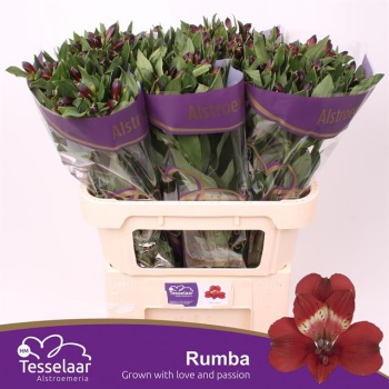product/img.floraplaza.nl/123414-75-LIVE_fotos-0xD1F69BB8CEA4672AE78BCACE95529993AB26D6B2.jpg