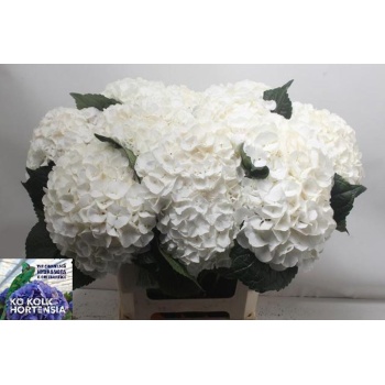 product/img.floraplaza.nl/123465-60-LIVE_fotos-0x07ACB5864718AED5C6C6D8CFD7F2E3B4C1C965FD.jpg