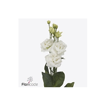 product/img.floraplaza.nl/123498LIS-ART_fotos-VBN-vbn123498.jpg