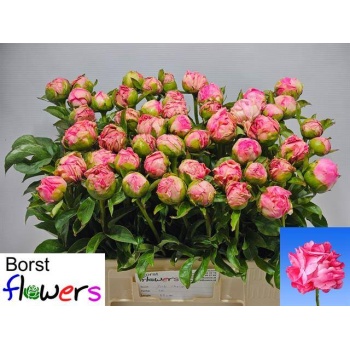 product/img.floraplaza.nl/123566-55-LIVE_fotos-0xBA055E68B611BE0CB51161C27C5D8DDDD3E836B3.jpg