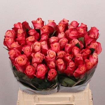 product/img.floraplaza.nl/123583-40-LIVE_fotos-0xDF0B82FF7D1ED4D328588000BD4231598E678176.jpg