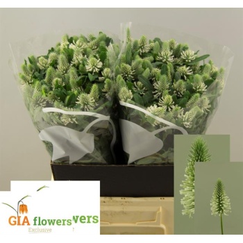 product/img.floraplaza.nl/123624-40-LIVE_fotos-0xE327E842AE629D47686184EE9EA59ED3215F5C23.jpg