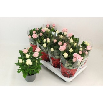 product/img.floraplaza.nl/123683-14-LIVE_fotos-0x3AA74ACEF91F2FB2A0CC9B50783FBD18BE82268A.jpg