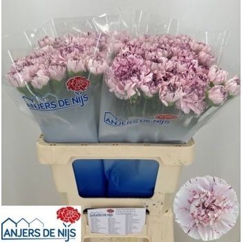 product/img.floraplaza.nl/123692-60-LIVE_fotos-0xF7A97594164DF3D4F590F5599417FD31EA4007F6.jpg