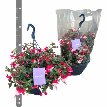 product/img.floraplaza.nl/123724-23-LIVE_fotos-0x9BB2DBFAE9B4B1268123B6785E5D770E71970CAD.jpg