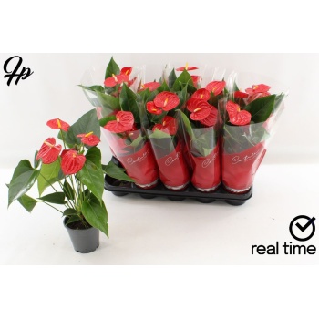 product/img.floraplaza.nl/123774-12-LIVE_fotos-0xCC1CF0C98C56879BA0BE8DF5F71449783CC76A52.jpg