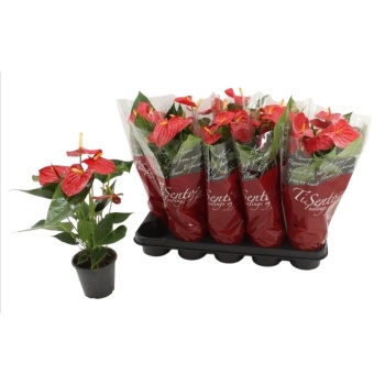 product/img.floraplaza.nl/123774-12-LIVE_fotos-0xD430B6150DB60A67AE394EAEF11EC363972CB7AF.jpg