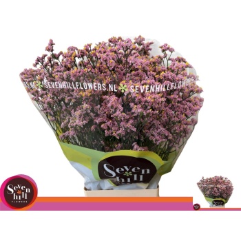 product/img.floraplaza.nl/123835-70-LIVE_fotos-0xD0D2E9E78B271AD3631B6F0F6EDBB5956CB5D200.jpg