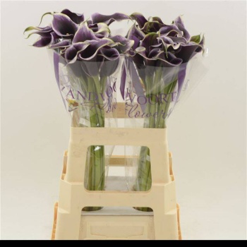 product/img.floraplaza.nl/123867-60-LIVE_fotos-0xD5C433C2002A137BB2736D39FAEA37E46A684988.jpg
