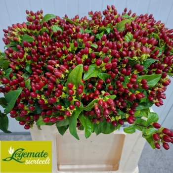 product/img.floraplaza.nl/123916-55-LIVE_fotos-0xF0E622B663197DF69D0FF786B30B479200EFC9A6.jpg