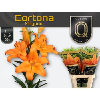 product/img.floraplaza.nl/123969-90-LIVE_fotos-0xF675FF4811C1CEB5AD08D60F70B87A6FF327E12E.jpg