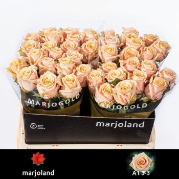 product/img.floraplaza.nl/123980-55-LIVE_fotos-0x8E6801BD6F1E95B1D8A558A6AAB06B8946A9C8D8.jpg