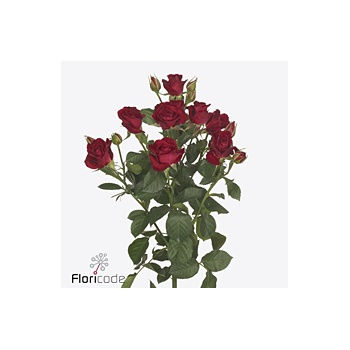 product/img.floraplaza.nl/123982-60-ART_fotos-VBN-vbn123982.jpg